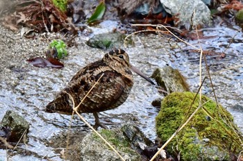 Eurasian Woodcock 油山市民の森 Sun, 1/29/2023