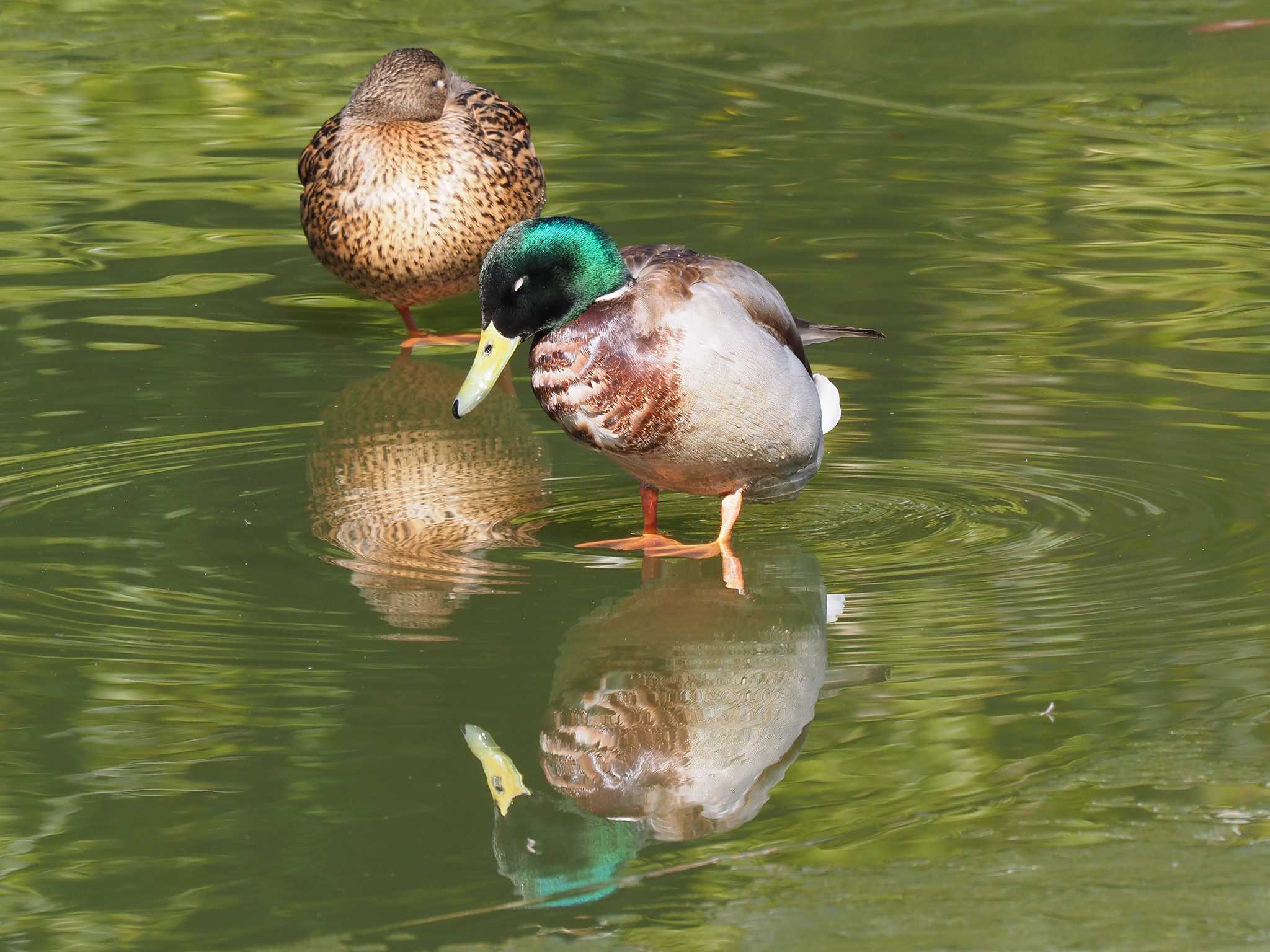 坂田ヶ池総合公園 マガモの写真