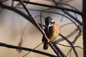 Common Kingfisher 都内市街地 Sun, 1/29/2023