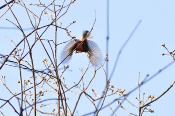 Varied Tit 奈良 自然観察の森 Fri, 3/30/2018