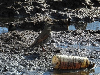 Dusky Thrush 滋賀県大津市 Sun, 1/29/2023