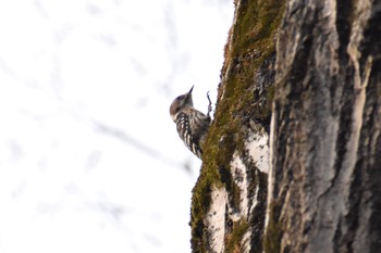 Japanese Pygmy Woodpecker 奈良 自然観察の森 Thu, 3/29/2018