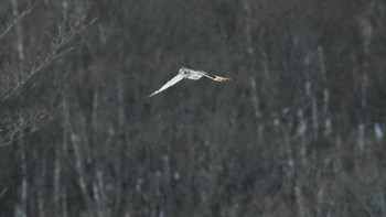 2023年1月29日(日) 南牧村の野鳥観察記録