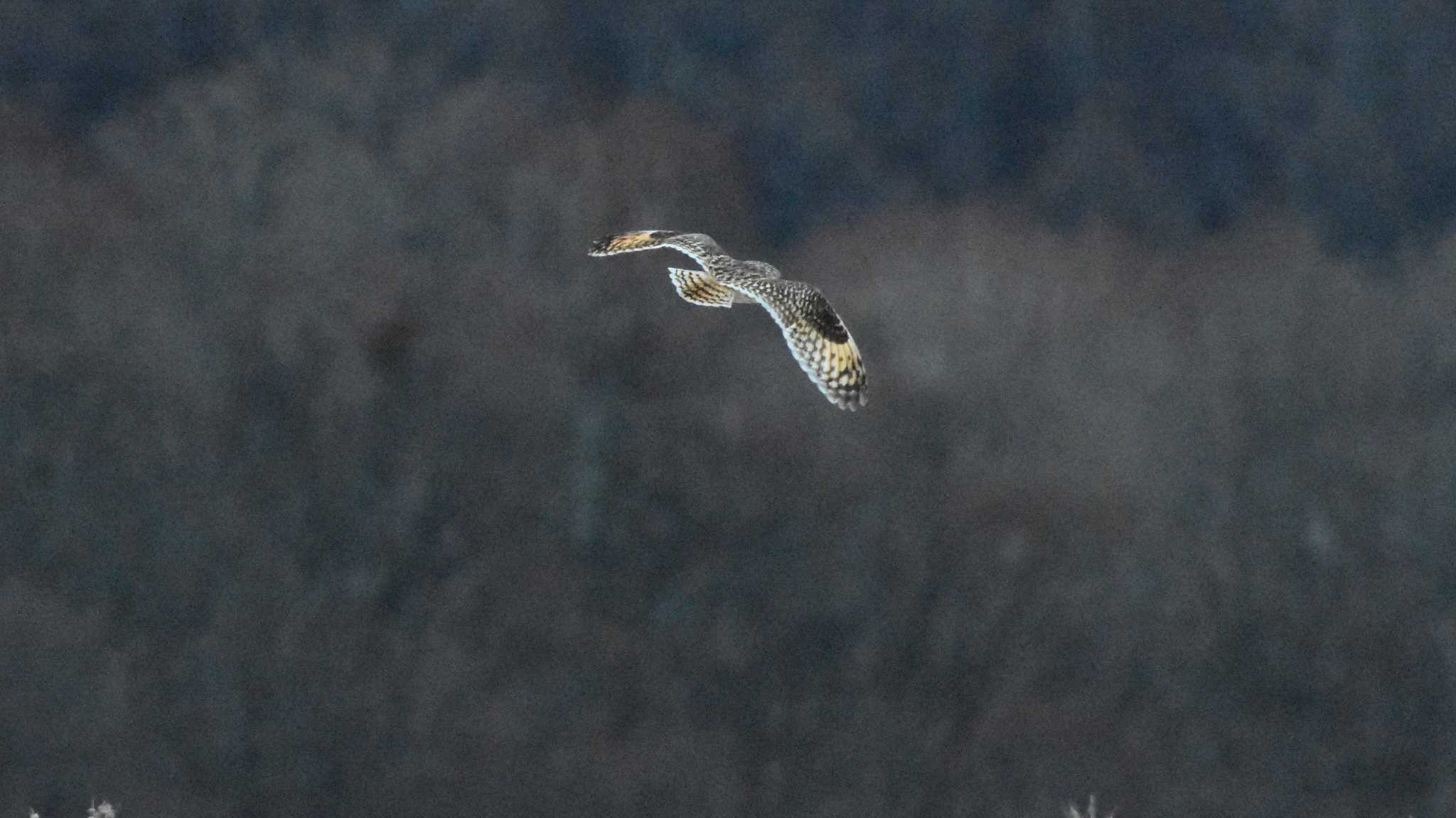 南牧村 コミミズクの写真