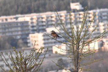 Dusky Thrush 奈良 郡山 Fri, 3/30/2018