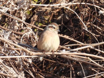 Meadow Bunting 滋賀県大津市 Sun, 1/29/2023