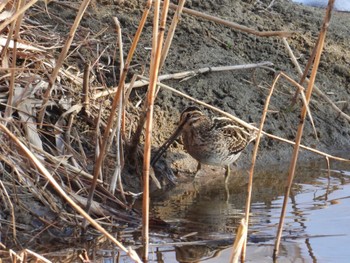 Common Snipe 滋賀県大津市 Sun, 1/29/2023