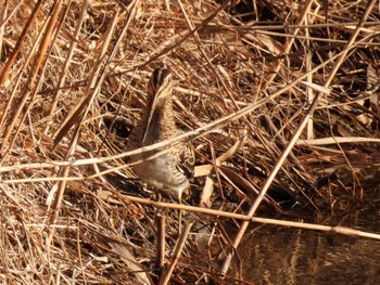 Common Snipe 滋賀県大津市 Sun, 1/29/2023