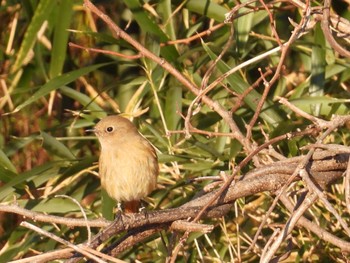 Daurian Redstart 滋賀県大津市 Sun, 1/29/2023