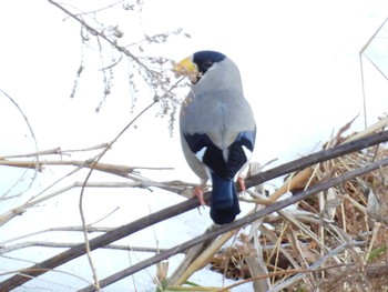 Japanese Grosbeak 滋賀県大津市 Sun, 1/29/2023