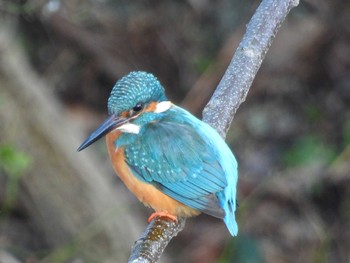 Common Kingfisher 滋賀県大津市 Sun, 1/29/2023