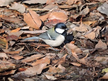 Sun, 1/29/2023 Birding report at Osaka castle park