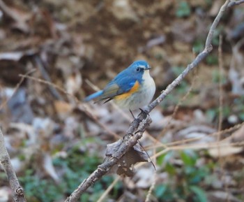 Red-flanked Bluetail 秋ヶ瀬 Sun, 1/29/2023