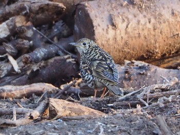 White's Thrush 秋ヶ瀬 Sun, 1/29/2023