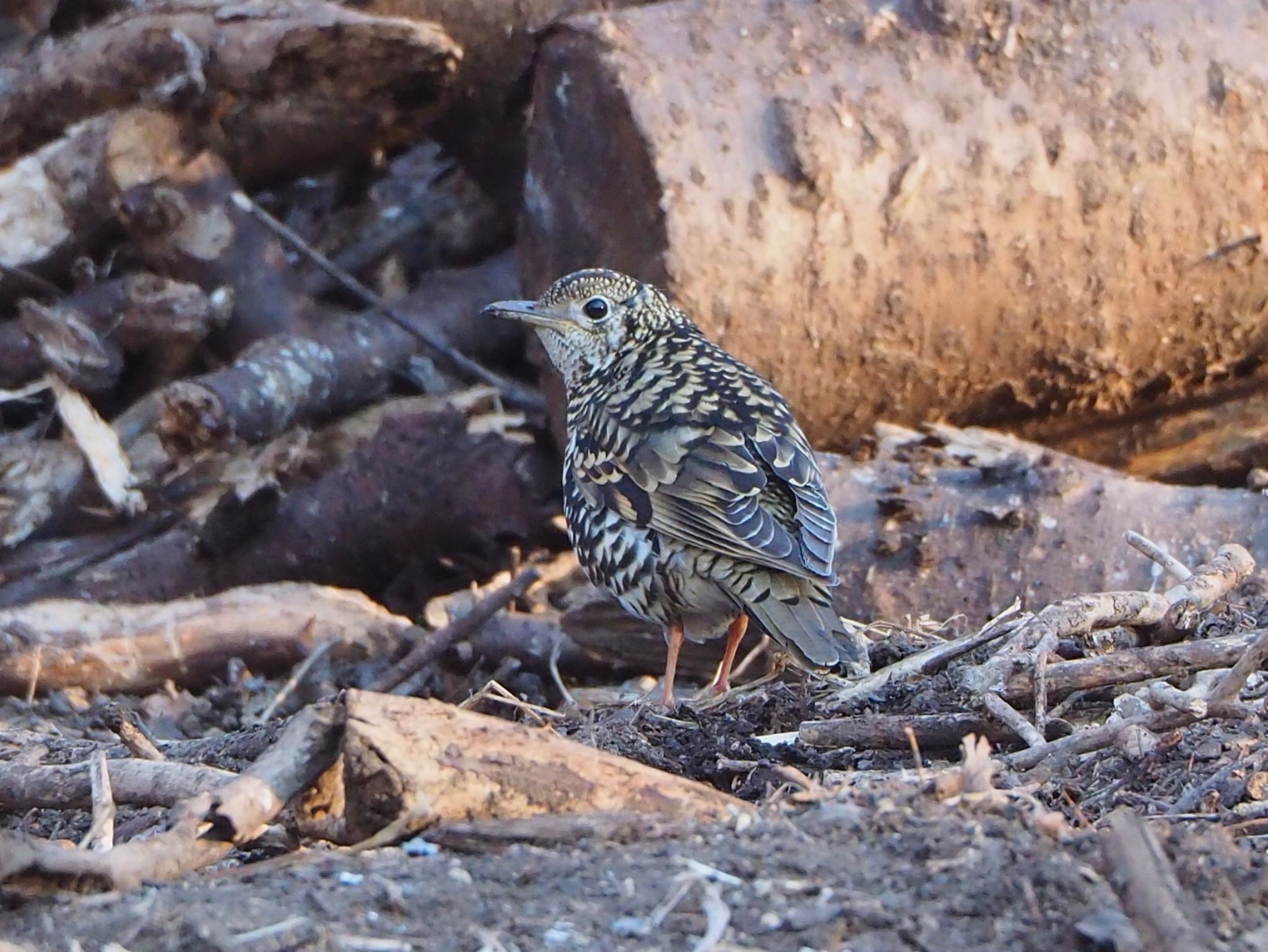 Photo of White's Thrush at 秋ヶ瀬 by mk623