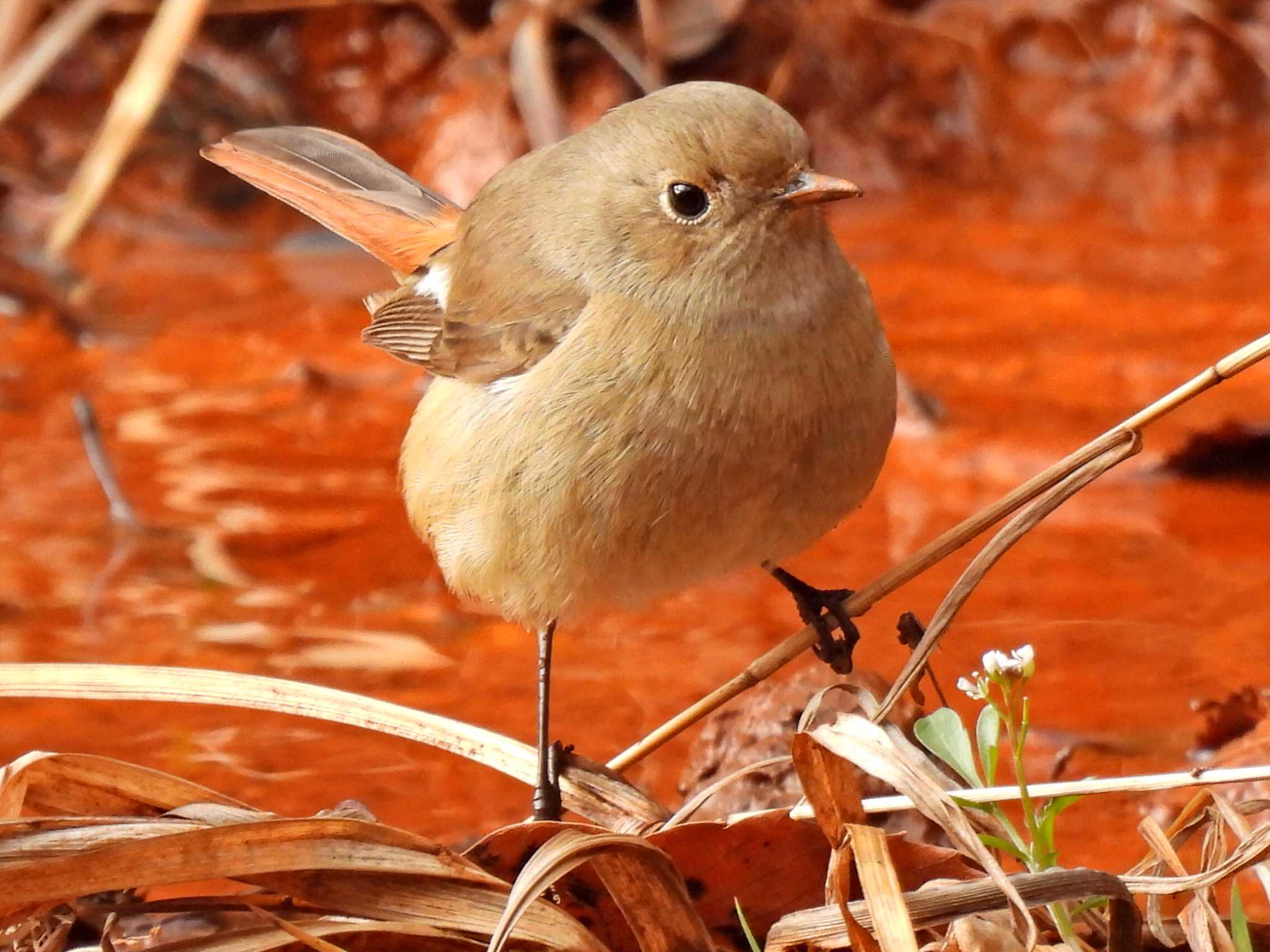 日本ラインうぬまの森 ジョウビタキの写真 by 寅次郎