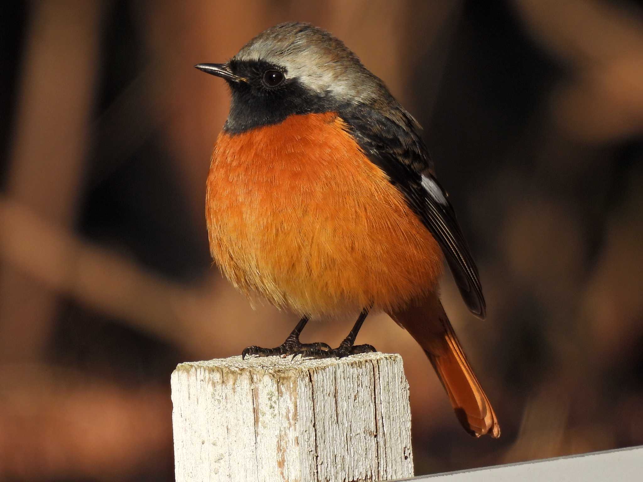 日本ラインうぬまの森 ジョウビタキの写真