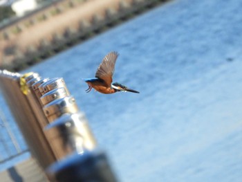 2023年1月29日(日) 荒川河川敷の野鳥観察記録