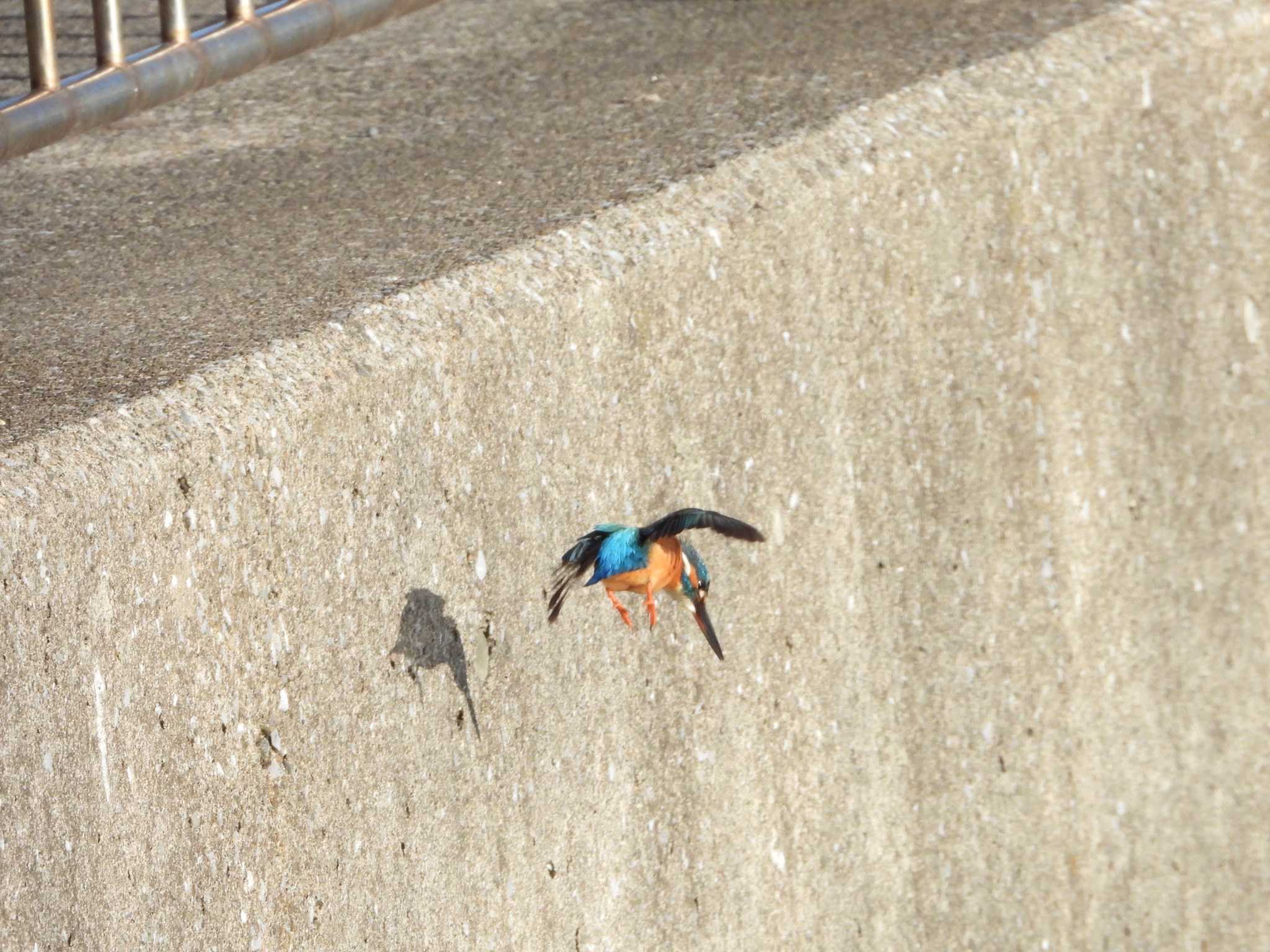 荒川河川敷 カワセミの写真