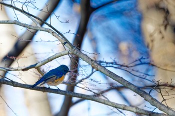 Red-flanked Bluetail 武田の杜 Sun, 1/29/2023