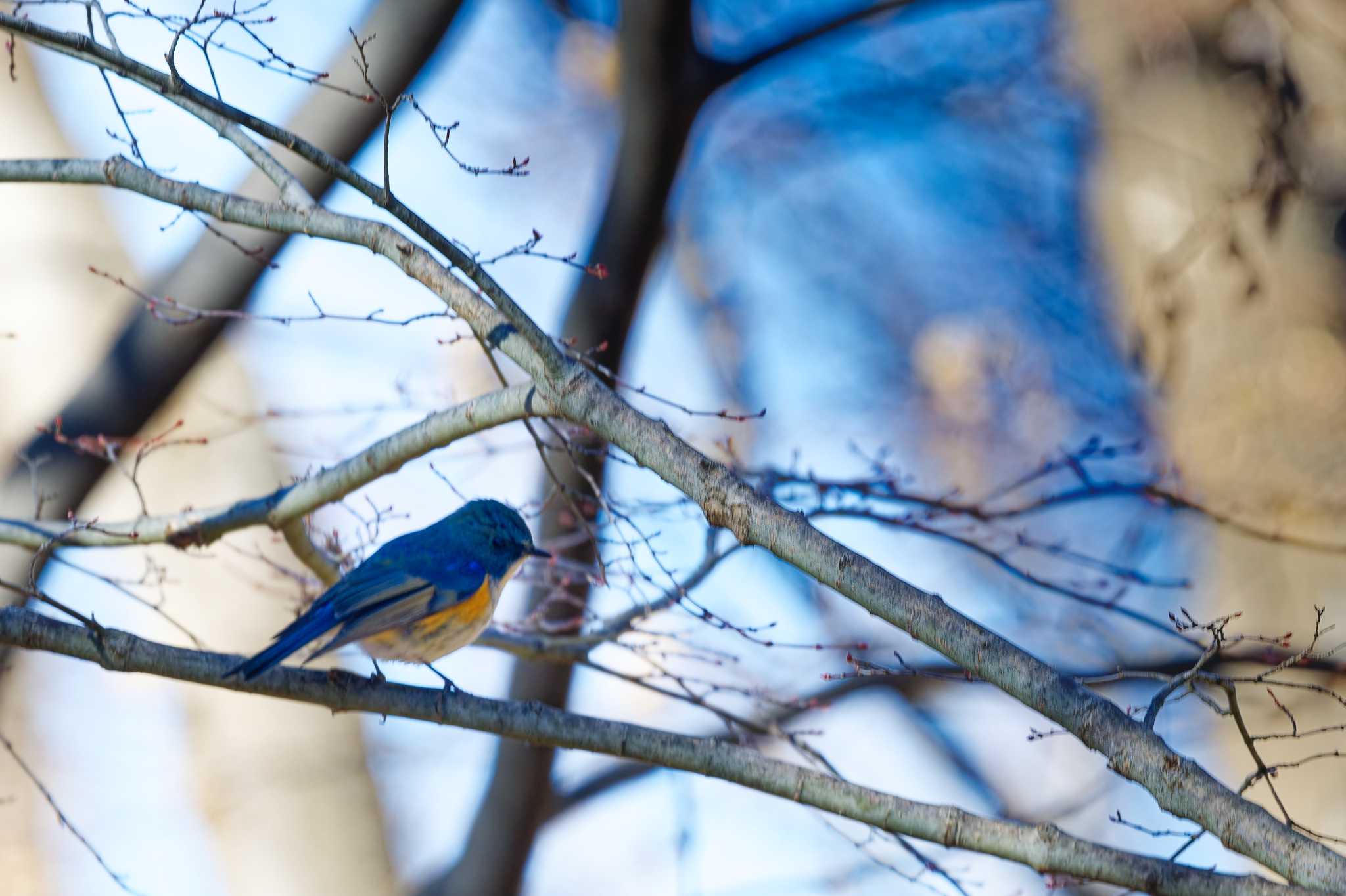 Photo of Red-flanked Bluetail at 武田の杜 by しの