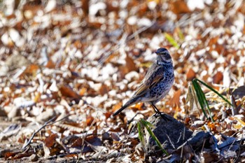 Dusky Thrush 武田の杜 Sun, 1/29/2023