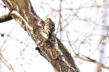 Japanese Pygmy Woodpecker 奈良 自然観察の森 Sun, 4/1/2018