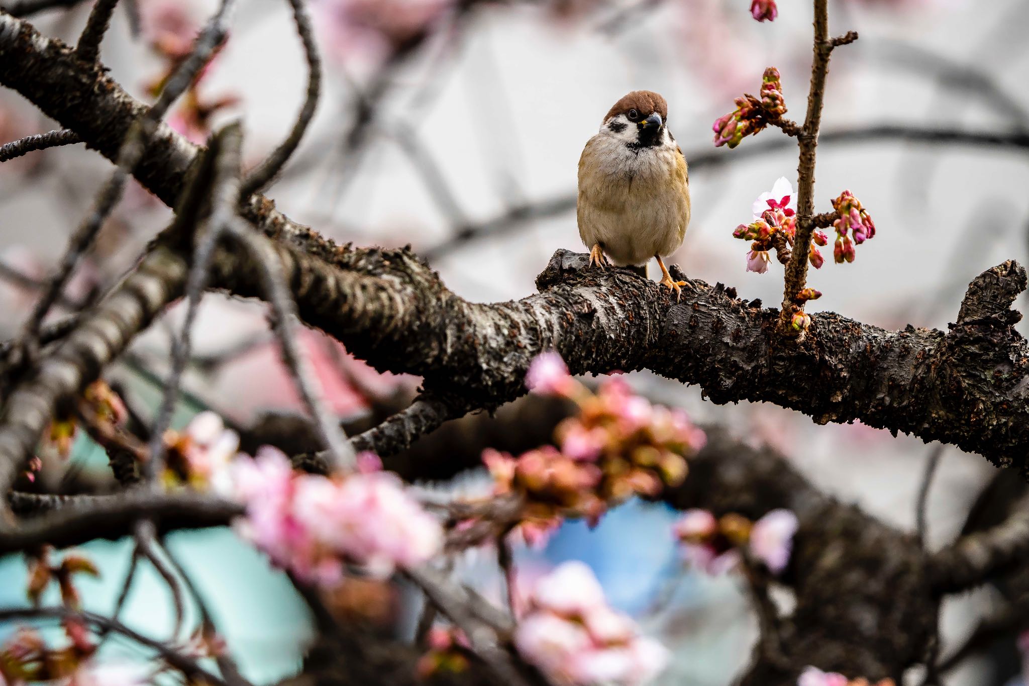 巡回中 by Landtraveler