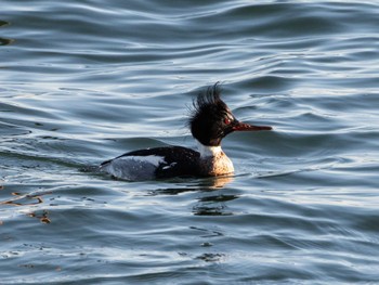 Sat, 1/28/2023 Birding report at 日の出三番瀬沿い緑道