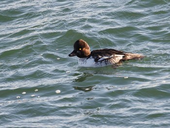 Common Goldeneye 日の出三番瀬沿い緑道 Sat, 1/28/2023