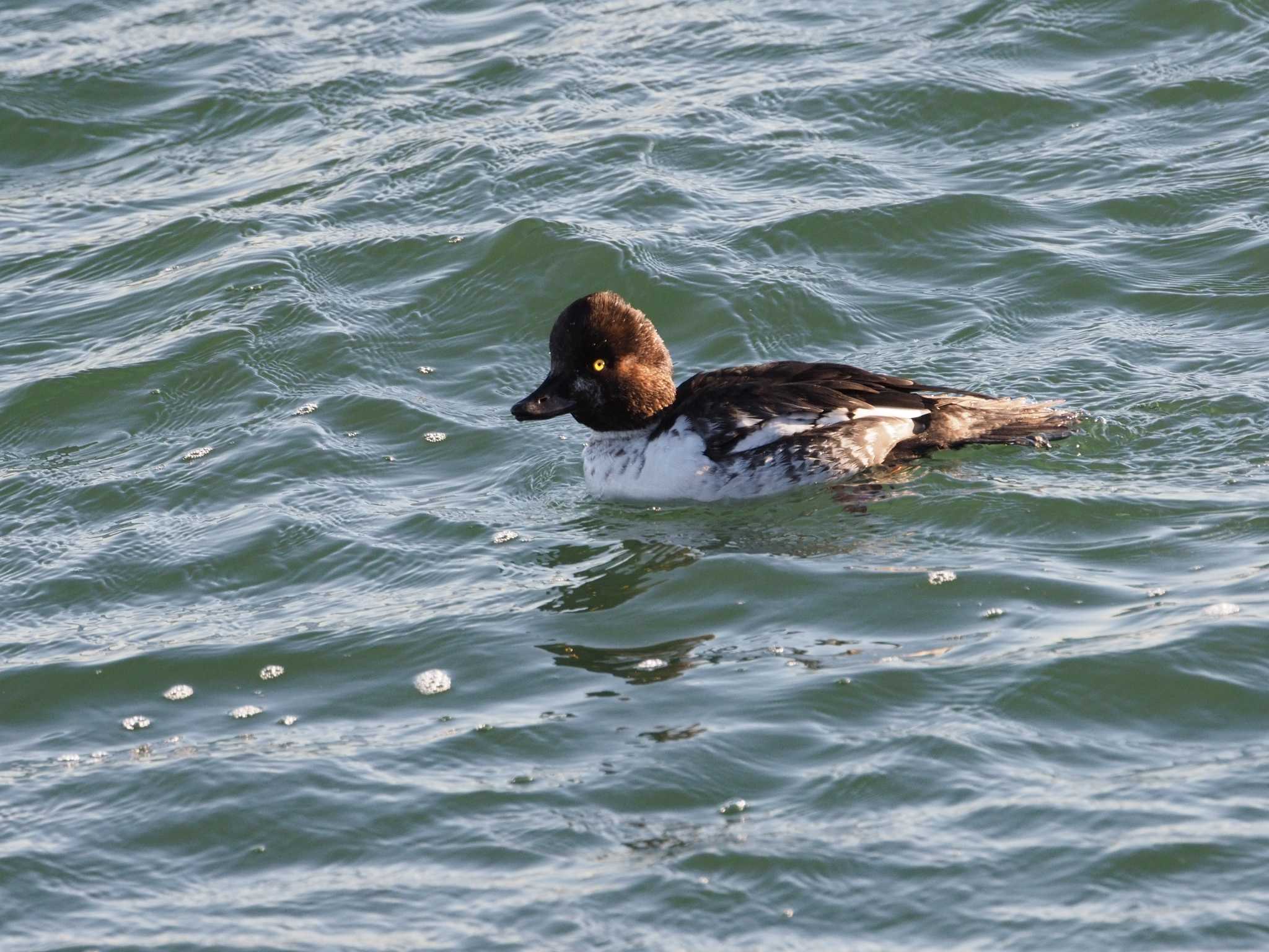 Photo of Common Goldeneye at 日の出三番瀬沿い緑道 by ふなきち