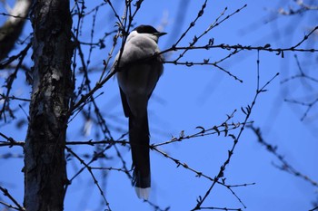 2023年1月29日(日) 井の頭公園の野鳥観察記録