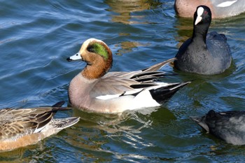 アメリカヒドリ 水元公園 2023年1月28日(土)