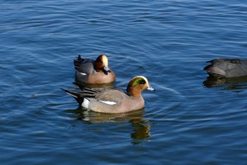 アメリカヒドリ 水元公園 2023年1月28日(土)