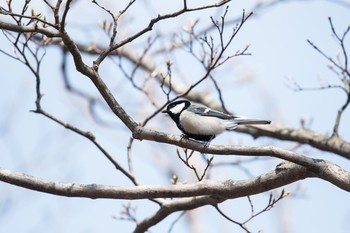 シジュウカラ 鈴鹿　竜ガ岳 撮影日未設定