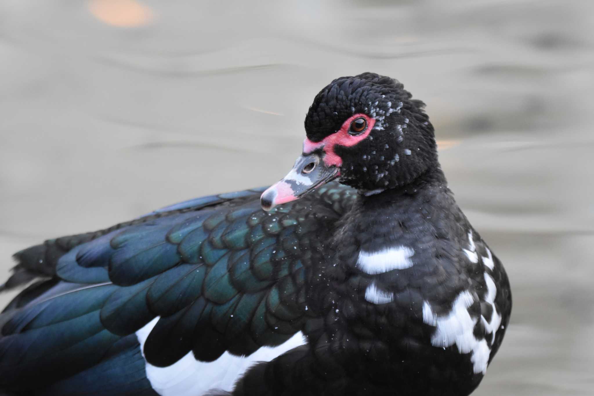 Photo of Muscovy Duck at 檜町公園(東京ミッドタウン) by みやさん