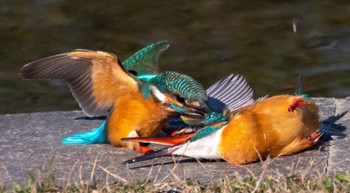 Common Kingfisher 静岡県 Sun, 1/29/2023