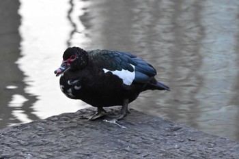 Muscovy Duck 檜町公園(東京ミッドタウン) Sun, 1/29/2023