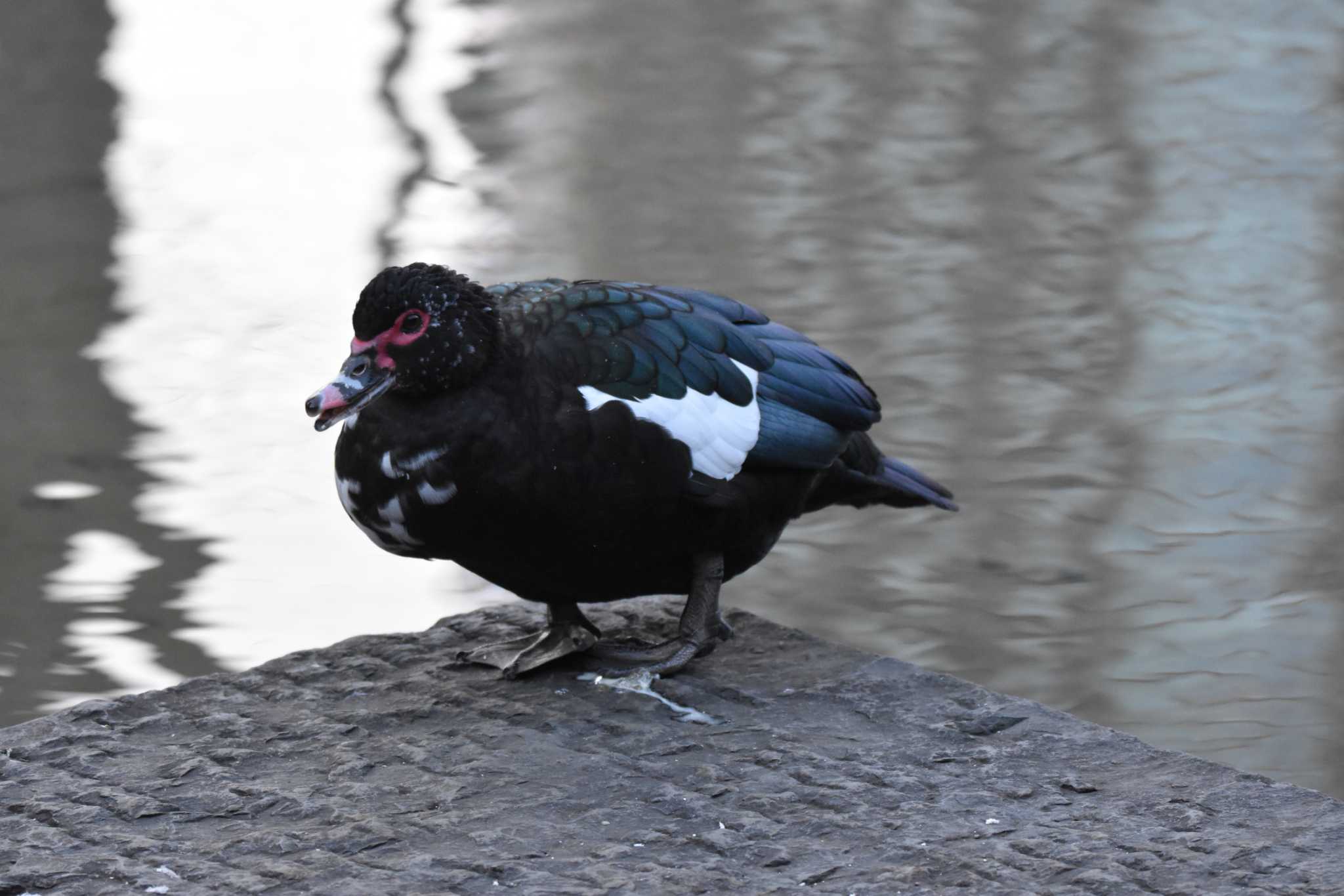 Muscovy Duck