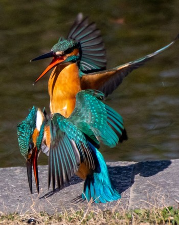 Common Kingfisher 静岡県 Sun, 1/29/2023