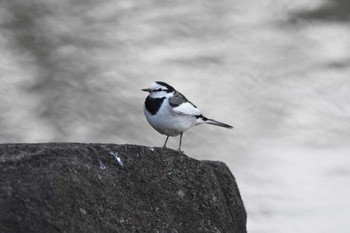 White Wagtail 檜町公園(東京ミッドタウン) Sun, 1/29/2023