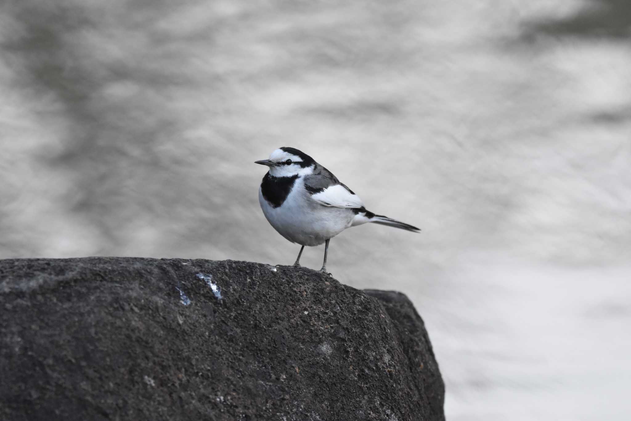 Photo of White Wagtail at 檜町公園(東京ミッドタウン) by みやさん