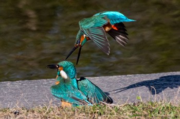 Common Kingfisher 静岡県 Sun, 1/29/2023