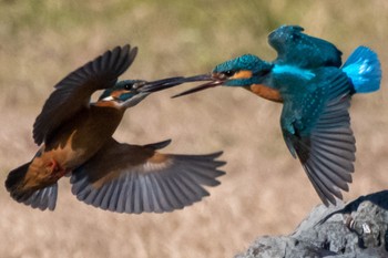 Common Kingfisher 静岡県 Sun, 1/29/2023