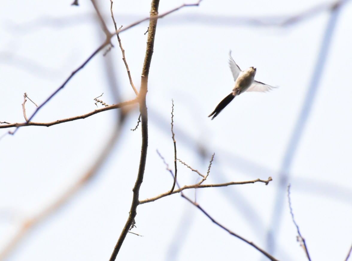 Photo of Long-tailed Tit at 奈良 自然観察の森 by りょう