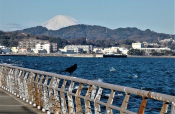 ハシボソガラス 馬堀海岸 2023年1月28日(土)