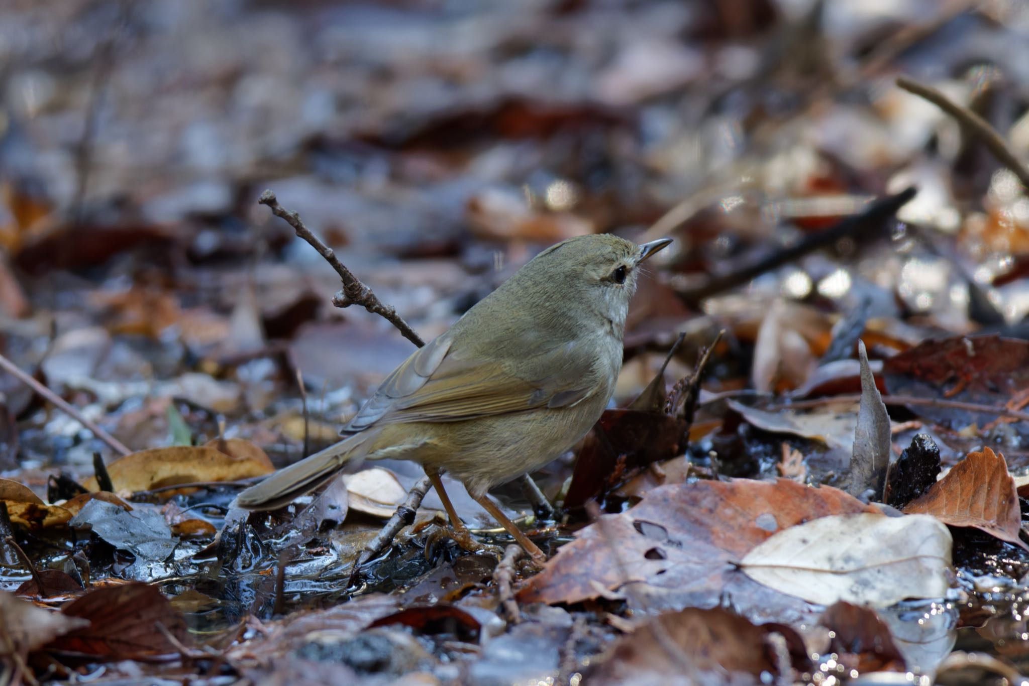 Photo of Japanese Bush Warbler at Kodomo Shizen Park by こぐまごろう