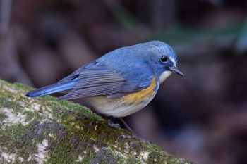 Red-flanked Bluetail Kodomo Shizen Park Sun, 1/29/2023