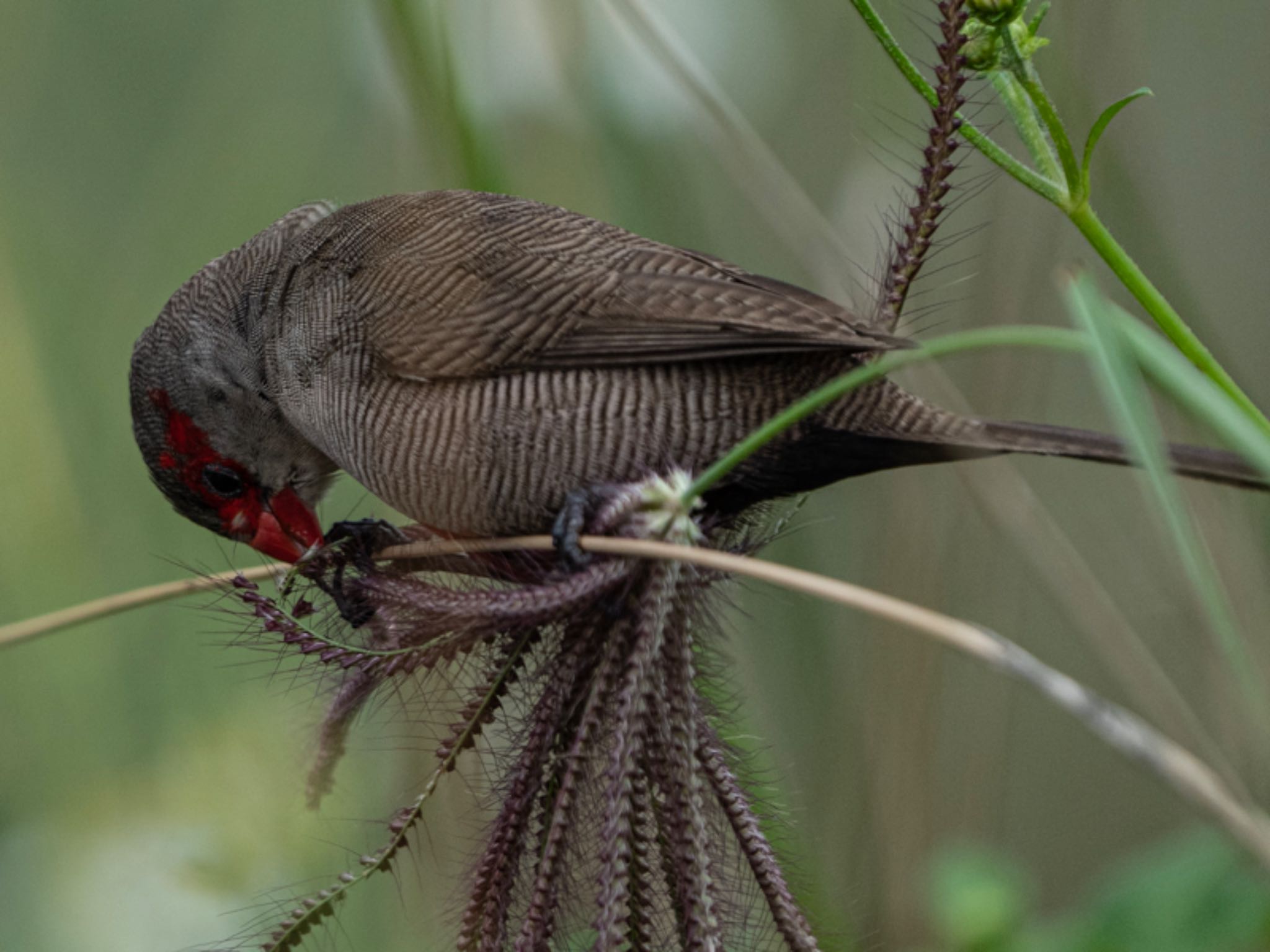 Photo of Common Waxbill at Pasir Ris Farmway 1 by T K
