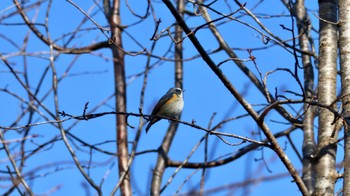 Red-flanked Bluetail Arima Fuji Park Sun, 1/29/2023